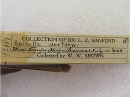 Check spelling or type a new query. Wilmot W Brown One Of The Most Prolific Collectors Of The Vertebrate Fauna Of The New World