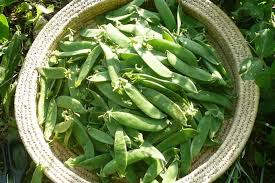 Check spelling or type a new query. Taccole Taccoline Bagiane Oppure Piattoni Non Facciamo Confusione Slow Food Buono Pulito E Giusto