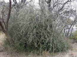 Image result for Ehretia rigida