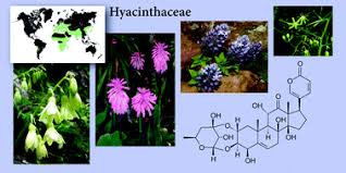 Image result for Hyacinthaceae