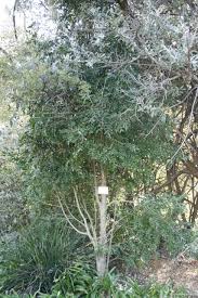 Image result for Ptaeroxylon obliquum