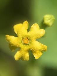 Image result for Peponium chirindense