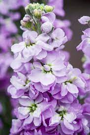 Learn which flowers thrive in which season with our seasonal flower guide. July Flower 10 Summer Flowers Uk That Bloom In July