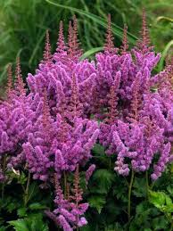 Astilbe Bloom Season Hybrids Mighty Chocolate Cherry Plant Zone