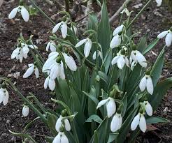 Image result for ghiocel