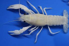 Maybe you would like to learn more about one of these? Amazon Com Live White Procambus Alleni Crayfish For Fish Tank Pond Or Aquarium Pet Supplies