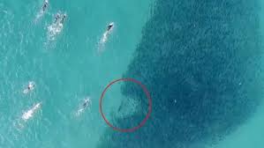 Shark nets are suspended from floats and run parallel to beaches. Sharks News Headlines 9news