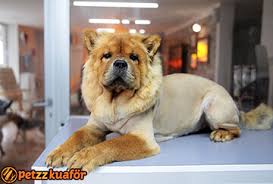 kopek kuaforu kopek trasi 20 indirimli randevu al