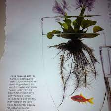 Fish Bowl Ideas Water Hyacinth Plants Live Off Water And Live 1 Season Hurricane Glass Hyacinth Plant Plants Fish Bowl