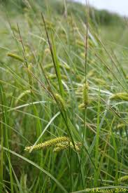 Image result for Carex mildbraediana