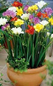 How And When To Grow Flower Bulbs Flowersandflowerthings Freesia Flowers Spring Flowering Bulbs Bulb Flowers