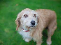 Constipation In Dogs And How To Treat It