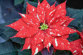 Poinsettia Euphorbia Pulcherrima A Gardener S Guide And Plant Profile