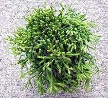 It prefers sun or very bright indirect light. Hatiora Salicornioides Drunkard S Dream