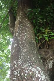 Image result for Pentadesma