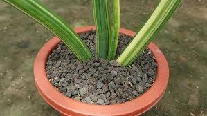Image result for Sansevieria pearsonii