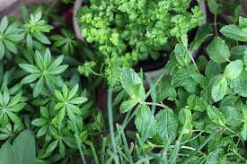 Der standort sollte außerdem luftig sein, damit die blätter wieder schnell abtrocknen und somit pilzkrankheiten vorgebeugt wird. Welche Krauter Passen Nebeneinander Zusammen Pflanzen Tabelle