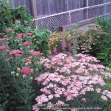 Maybe you would like to learn more about one of these? Yarrow Achillea Millefolium Tutti Frutti Apricot Delight In The Yarrows Database Garden Org