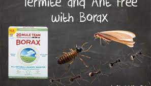 Common in arid, dry regions, drywood termites live above ground and often. 6 Diy Termite Treatments Drywoodtermites Diy Termite Treatment Termite Treatment Termites