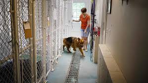 Marshfield Animal Shelter gets $20,000 makeover