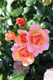 rosa aprikola floribunda roses flowers for mom orange roses