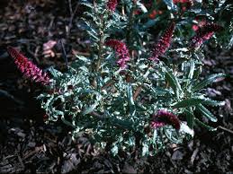 Image result for Lysimachia angustiloba