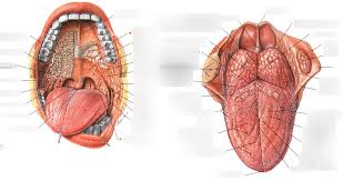 Image result for tonsilla palatina