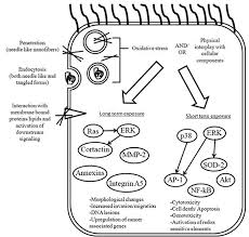 This leads to inflammation and, eventually. Frontiers Carbon Nanotubes And Other Engineered Nanoparticles Induced Pathophysiology On Mesothelial Cells And Mesothelial Membranes Physiology