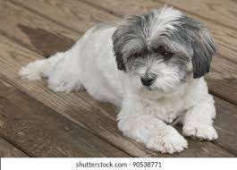Check spelling or type a new query. Cute White Fluffy Dog Resting On Stock Photo Edit Now 90538771
