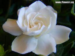 Gardenia Flower White Gardenia Flowers Beautiful Flowers