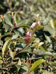 Image result for Catha edulis