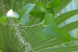 Image result for Smilax