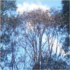 Crown Of The Eucaltptus Microcorys Tree At Gooden Drive Reserve 10 Download Scientific Diagram