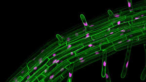 We did not find results for: Lighting Up Plant Cells To Engineer Biology University Of Cambridge