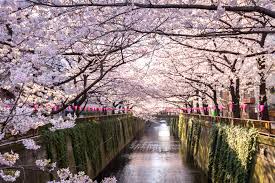 The impressive 4,000 cherry trees flourish around takada castle and they are lit up by 3,000 lanterns at night. 12 Best Places To See Cherry Blossoms In Japan Conde Nast Traveler