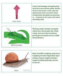 Kunci jawaban tema 2 kelas 6 halaman 70. Kunci Jawaban Buku Tematik Tema 2 Kelas 6 Halaman 70 71 72 73 Koesrow