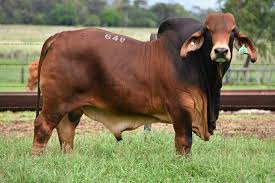 Alibaba.com offers a wide variety of brahman cattle cow and calf sold by certified suppliers, manufacturers and wholesalers. Billabong Brahman Stud Jim Pola Digital Marketing