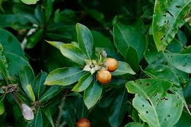 Image result for Hugonia platysepala