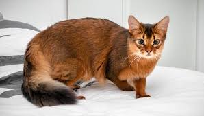 Gatto Volpe Le Chat Renard Mythique Retrouve Vivant Et Etudie En Corse J Barthet Blog Personnel Noms De Chat Chat Chats Sauvages
