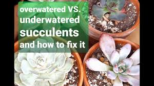 Usually there are telltale signs that would tell you clearly whether a succulent is being overwatered or underwatered. 34 When To Water Succulents Overwatered Vs Underwatered And How To Fix It Youtube