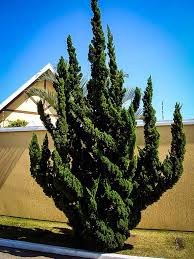 Hollywood Juniper Drought Resistant Plants Bonsai Seeds Plants
