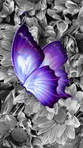Beautiful Black And Purple Butterfly Purple Butterfly Butterfly Painting Butterfly Wallpaper Butterfly Art