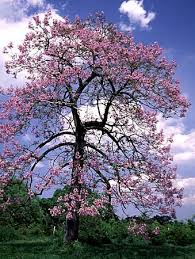 Find the perfect empress tree stock photos and editorial news pictures from getty images. Royal Empress Tree Paulownia Tree 50 Seeds Super Hot Chiles