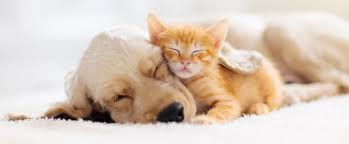 Antifreeze poisoning in cats ((also known as ethylene glycol) must be one of the most serious common pet poisons seen in cats. What Pet Owners Need To Know About The Dangers Of Antifreeze Little Rock Arkanasas Emergency Vet