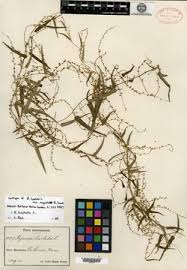 Image result for Dioscorea asteriscus