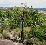 Image result for Garcinia huillensis