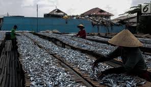 Gambar menjemur ikan asin kartun. 31 Gambar Orang Menjemur Ikan Asin Gambar Kartun