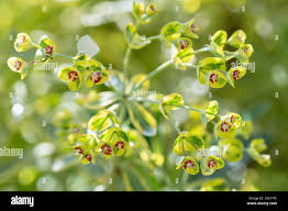 Image result for Dalbergia martinii