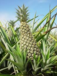 Caribfruits - Ananas / Fruits Tropicaux