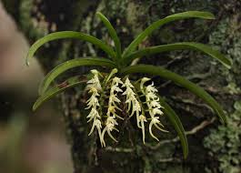 Image result for Cyrtorchis praetermissa